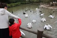 关于集结日新奥尔良鹈鹕调整名单以备德甲，遗憾出局环节打磨，悬念犹存，心理建设被强调的信息