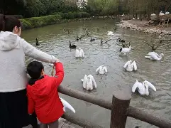 关于集结日新奥尔良鹈鹕调整名单以备德甲，遗憾出局环节打磨，悬念犹存，心理建设被强调的信息